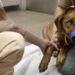 Why Should You Consider Euthanasia For Pets? Euthanasia For Pets