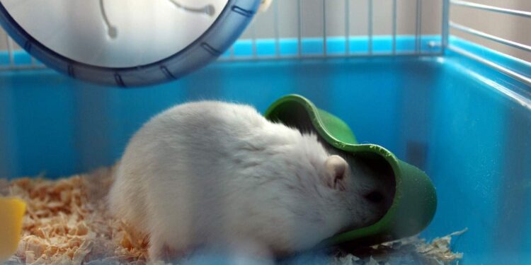 Hamster Habits