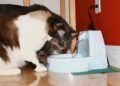 are cat water fountains safe