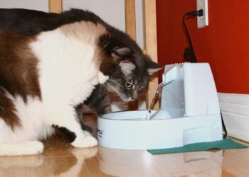 are cat water fountains safe