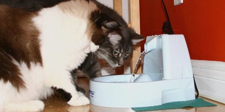 are cat water fountains safe