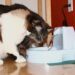 are cat water fountains safe