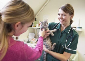 How To Examine Your Cat At Home