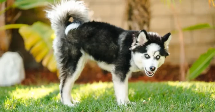 What Is A Pomsky - The Ultimate Guide Pomsky Full Grown