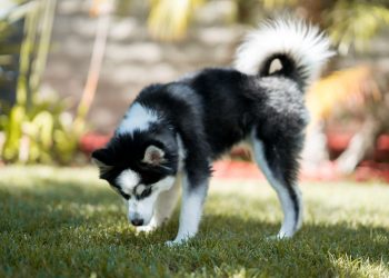 pomsky full grown