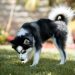 What Is A Pomsky - The Ultimate Guide pomsky full grown