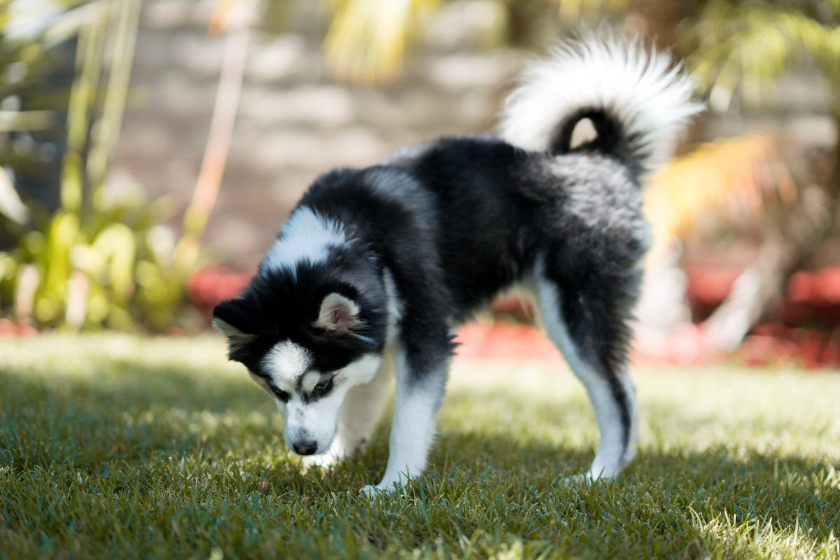 What Is A Pomsky The Ultimate Guide