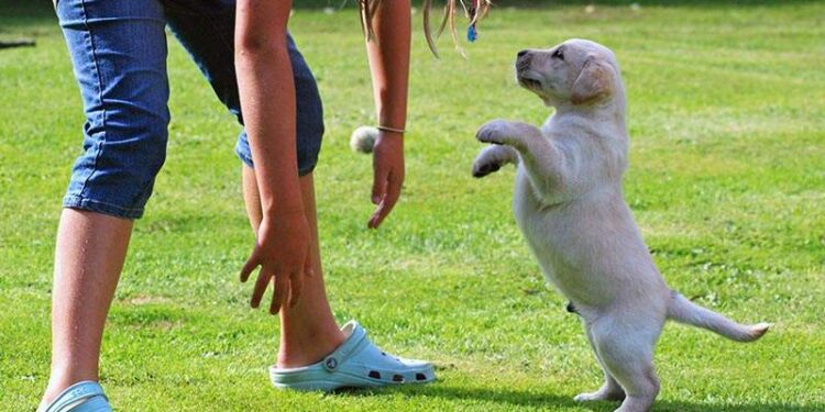 Puppy Health Problems And Solutions