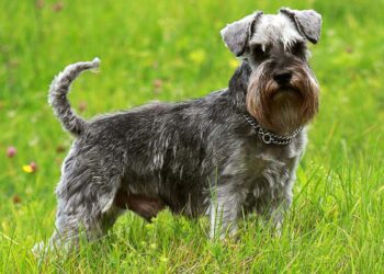 Why Schnauzers Are The Worst Dogs