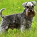 Why Schnauzers Are The Worst Dogs? Why Schnauzers Are The Worst Dogs