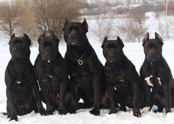 panther black pitbull