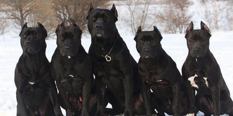 panther black pitbull