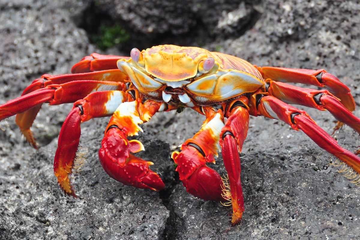 Crabs and lobsters