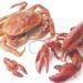 Crabs and lobsters