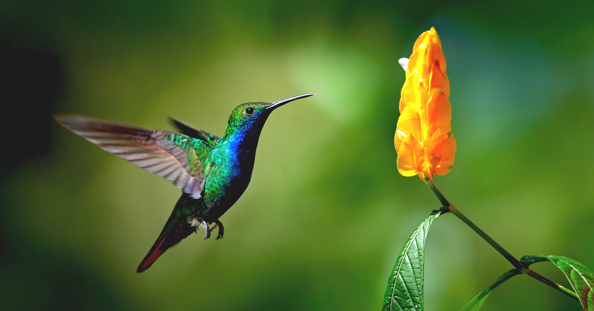 hummingbirds
