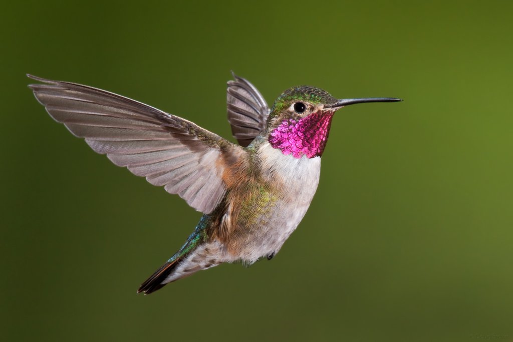 hummingbirds