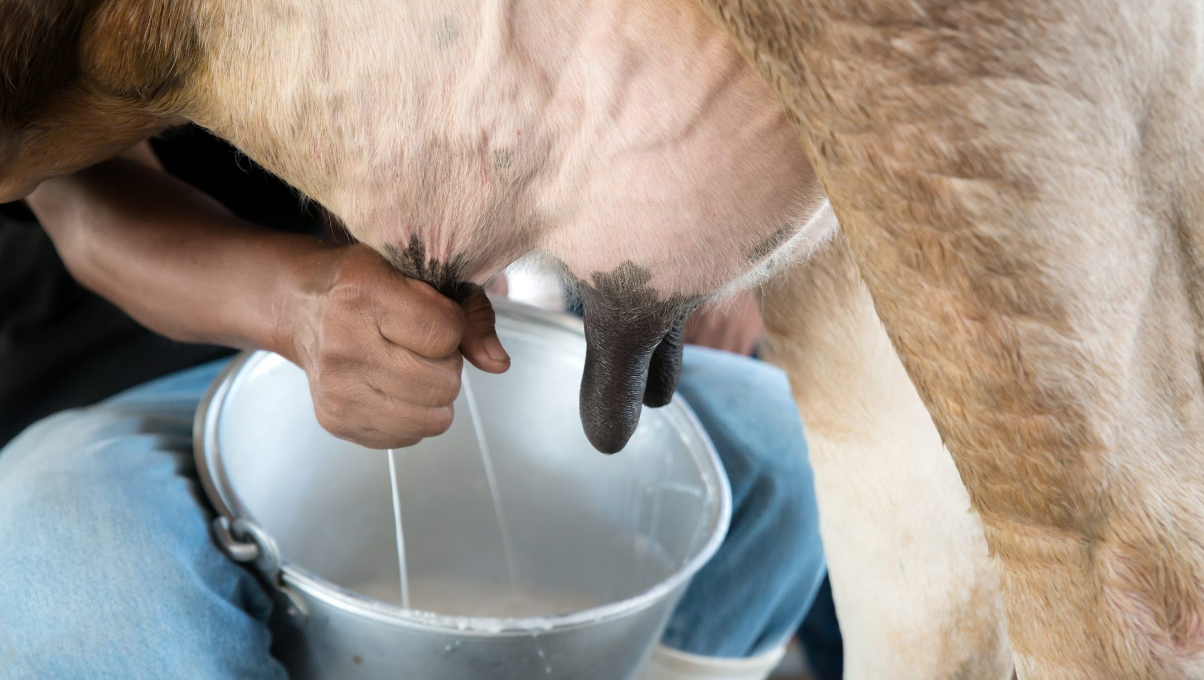 Horse milk: looks a lot like human milk horse milk