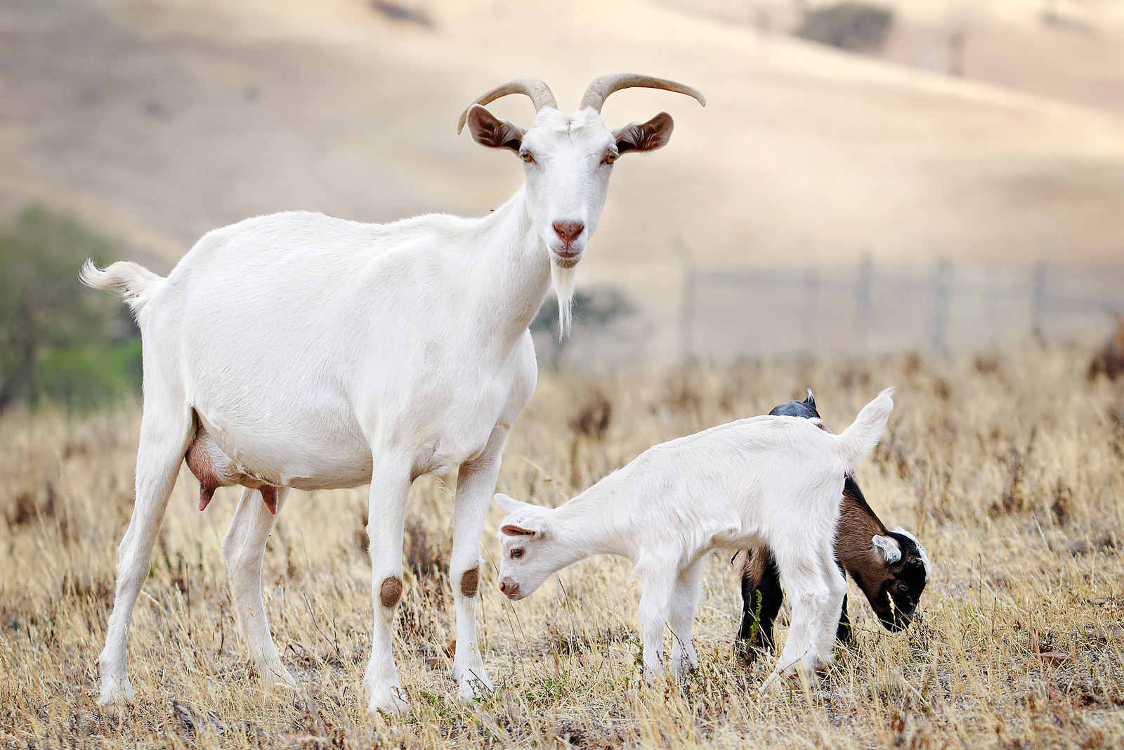 goat's milk