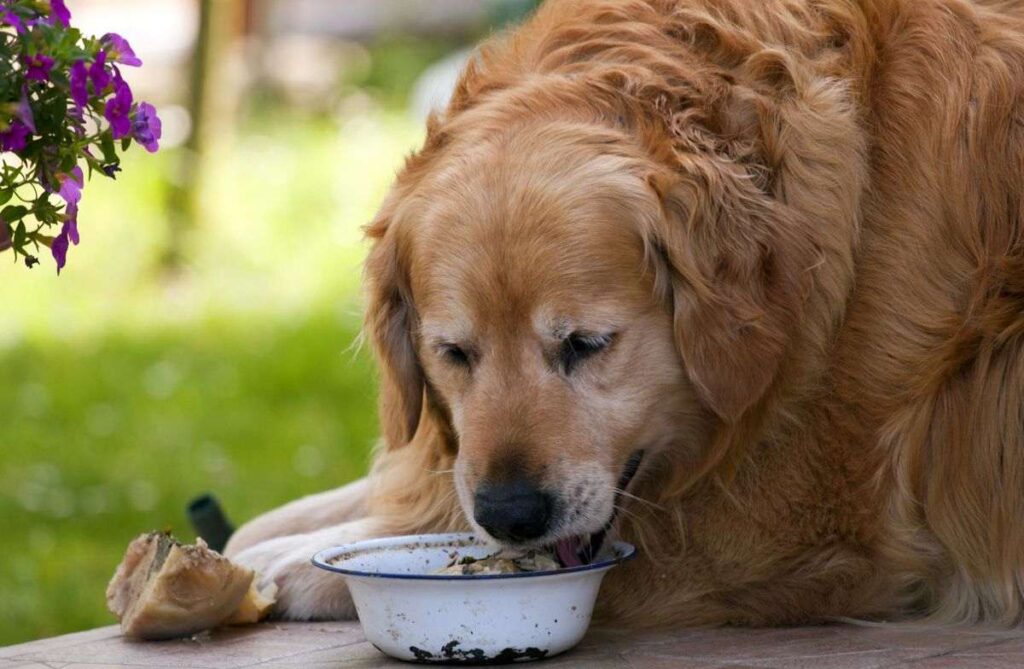 Homemade Foods For Golden Retrievers