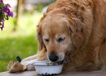 Homemade Foods For Golden Retrievers