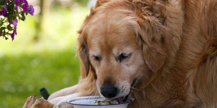Homemade Foods For Golden Retrievers