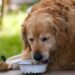 Homemade Foods For Golden Retrievers