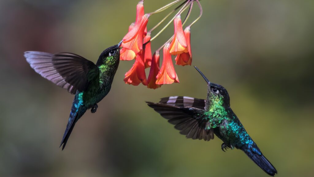 Small Bird With Long Beak hummingbirds