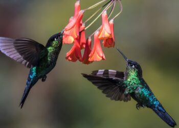 Hummingbird Butterfly The Smallest Bird On Earth?
