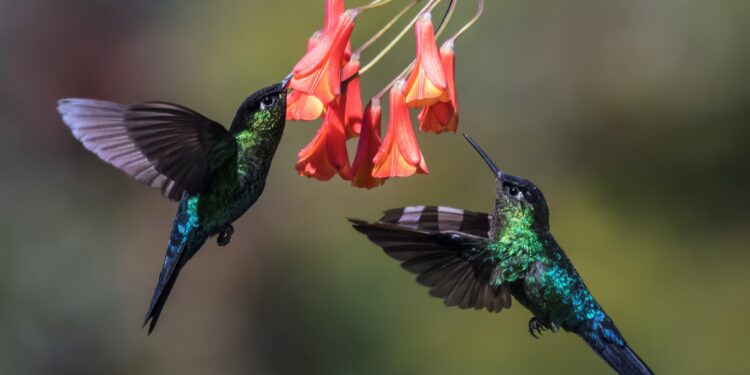 Hummingbird Butterfly The Smallest Bird On Earth?