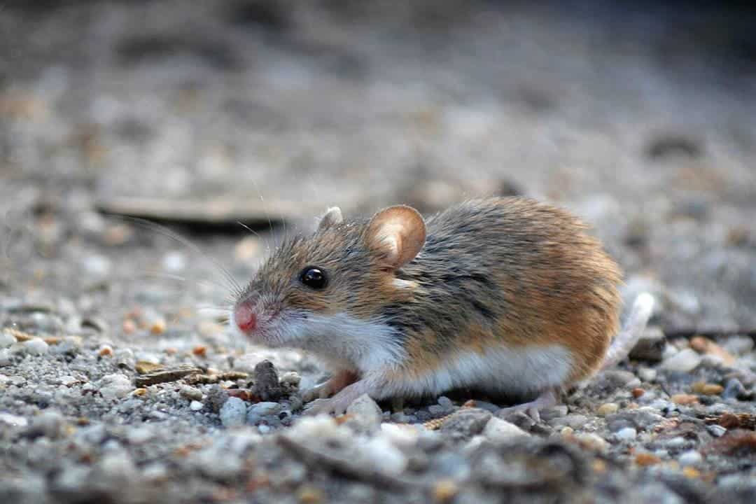 pygmy mouse