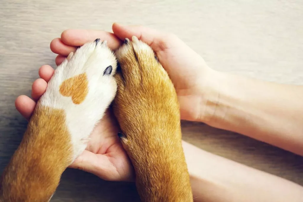 The Complete Guide To Puppy And Dog Training Puppy And Dog Training