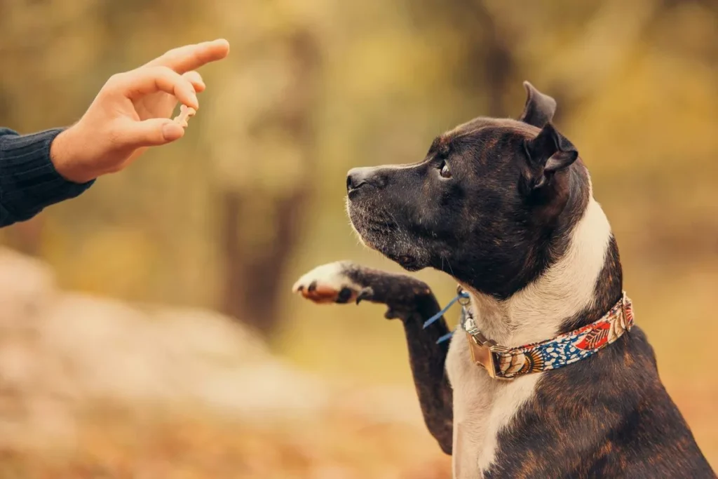 Puppy And Dog Training