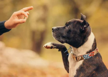 Puppy And Dog Training