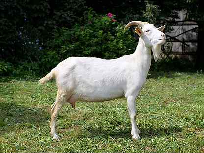 goat's milk