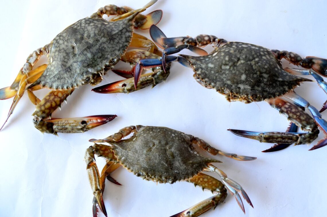 What Are The Differences Between Crabs And Lobsters?