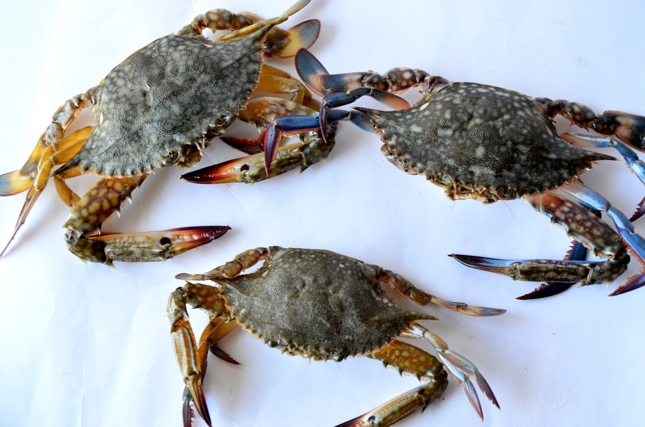 Crabs and lobsters