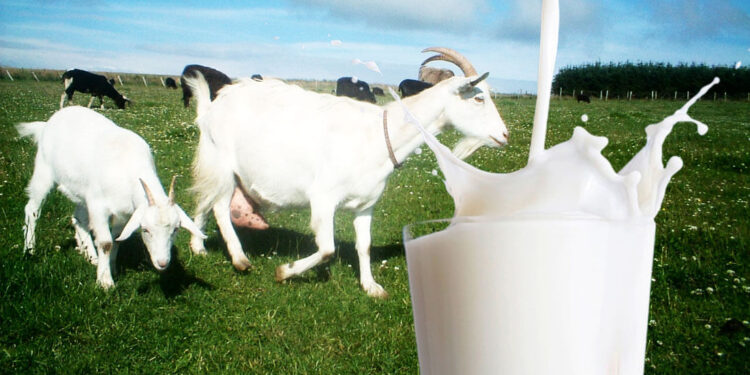 goat's milk