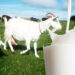 Goat's Milk: Milking Goats For Your Own Use goat's milk