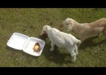 can goats eat sweet potatoes