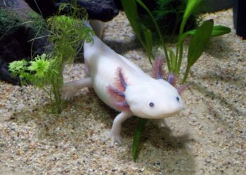 Caring for Axolotls