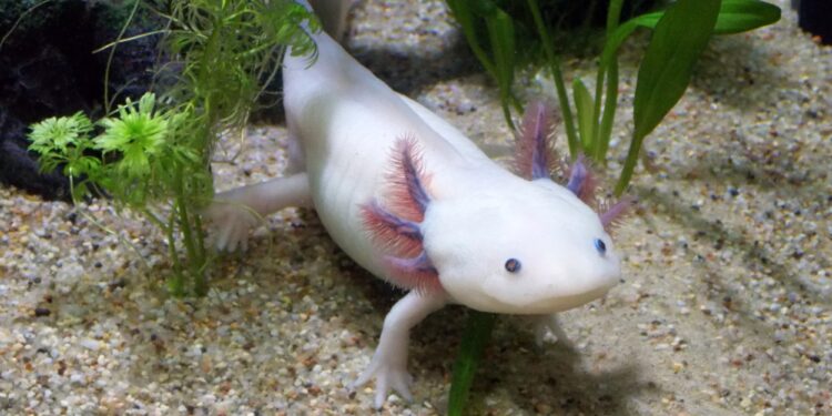 Caring for Axolotls