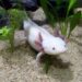 The Ultimate Guide to Caring for Axolotls Caring for Axolotls
