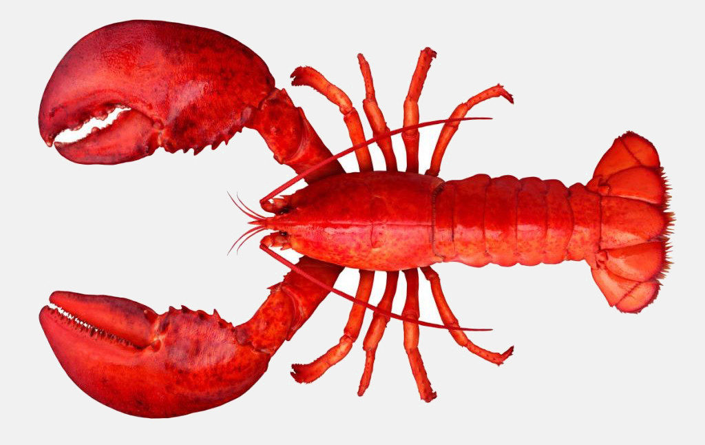 Crabs and lobsters