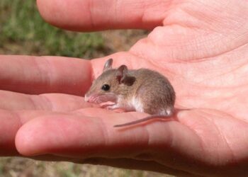 pygmy mouse