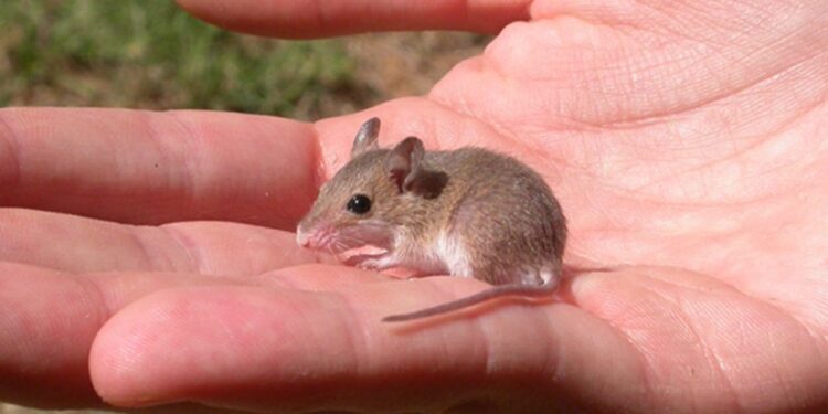 pygmy mouse