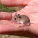 The endangered pygmy mouse pygmy mouse
