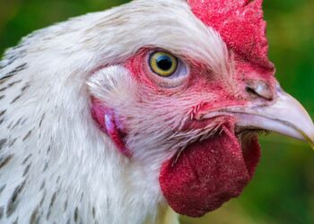 Infectious Coryza or acute snot in chickens Coryza