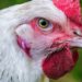 Infectious Coryza or acute snot in chickens Coryza