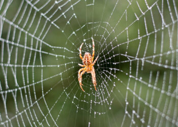 How Do You Combat The House Spider Most Effectively? house spider