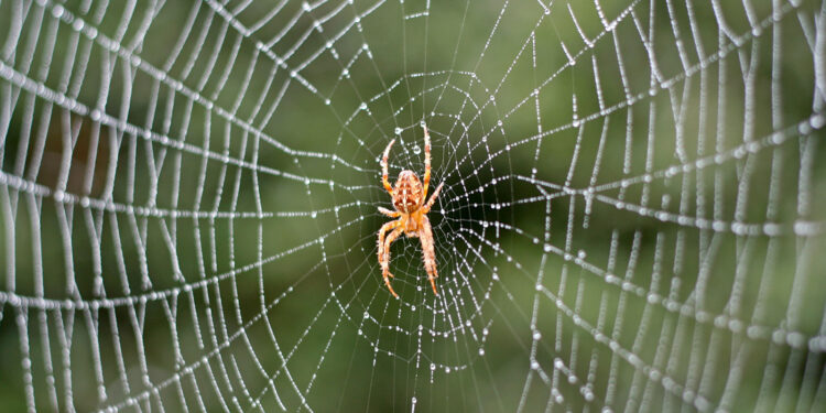 house spider